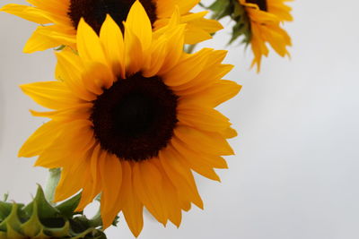 Close-up of fresh sunflower blooming against clear sky
