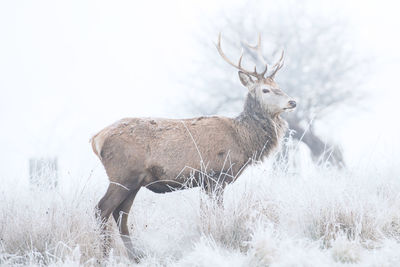 Deer on field against sky during winter