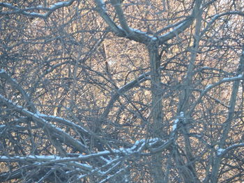 Bare trees in forest during winter