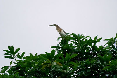 Low angle view of bird perching on plant against sky