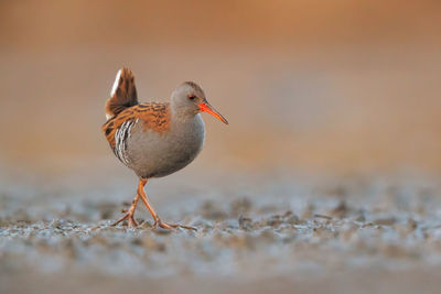 Full length of bird on land