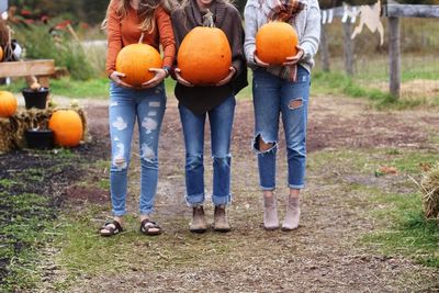 Full frame shot of pumpkins in farm