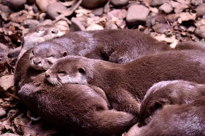 Close-up of otter relaxing on field