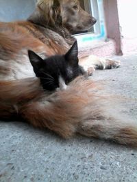 Close-up of cat sleeping
