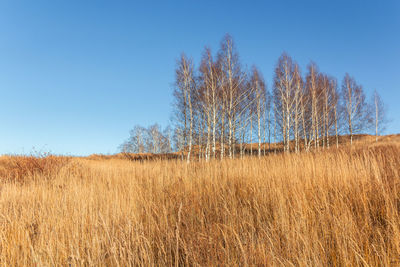 Scenic view of field against clear sky