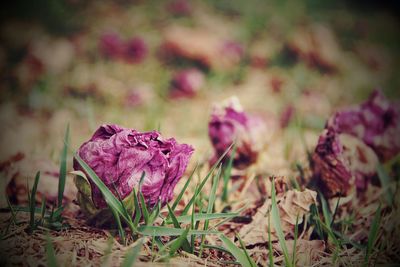 Close-up of pink wilted flowers on field