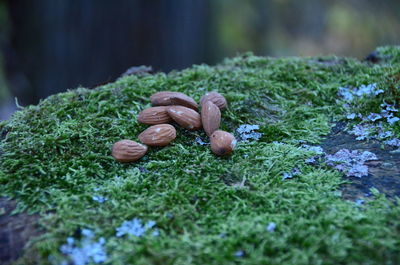 Close-up of mushrooms growing on moss