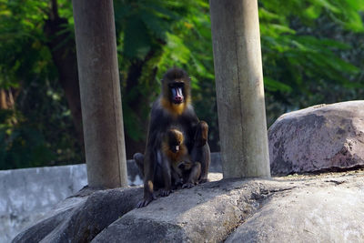 Monkey sitting on rock