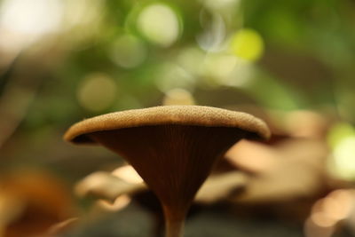 Close-up of mushroom growing on plant