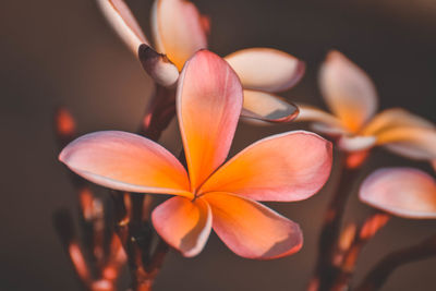 Close-up of orange flowering plant