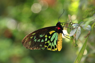 Close-up of butterfly pollinating flower