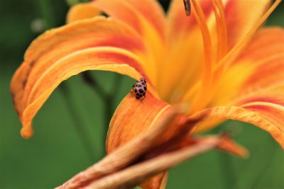 Close-up of honey bee on orange flower