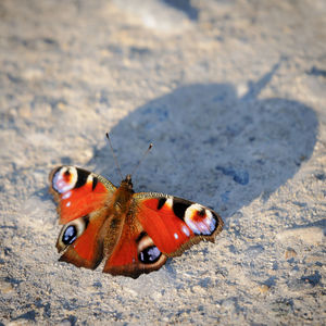 Close-up of butterfly on land