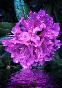 Close-up of pink flowers