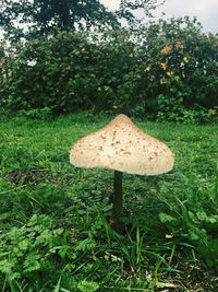 Mushroom growing on field