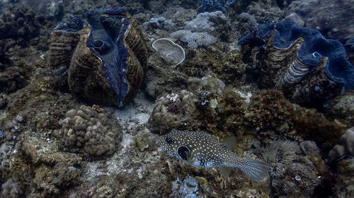 Fish swimming in sea