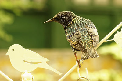 Close-up of bird perching on a plant