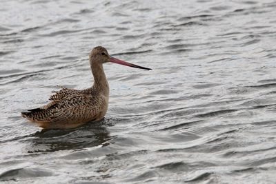 Shorebird swimming in lake