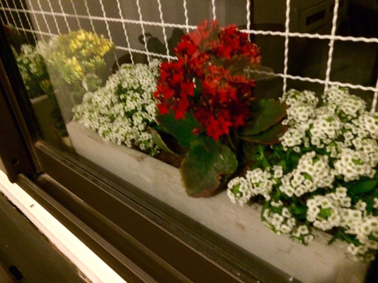 CLOSE-UP OF FLOWERS IN CONTAINER