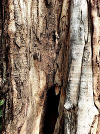 Full frame shot of tree trunk