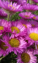 Macro shot of pink flowers