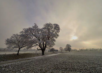 Bare trees on field against sky