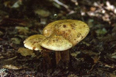 Close-up of mushroom growing in water