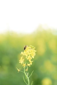 Close-up of bee pollinating on yellow flower