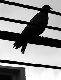 Low angle view of bird perching on roof against sky