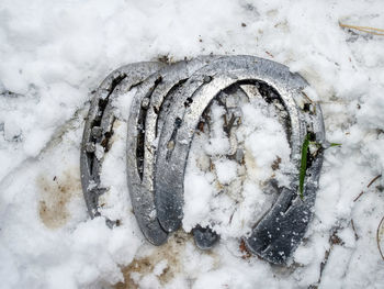 Removing of worn out horseshoes within snowy ground. horse care on village farm. traditional life