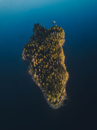 View of fish swimming underwater