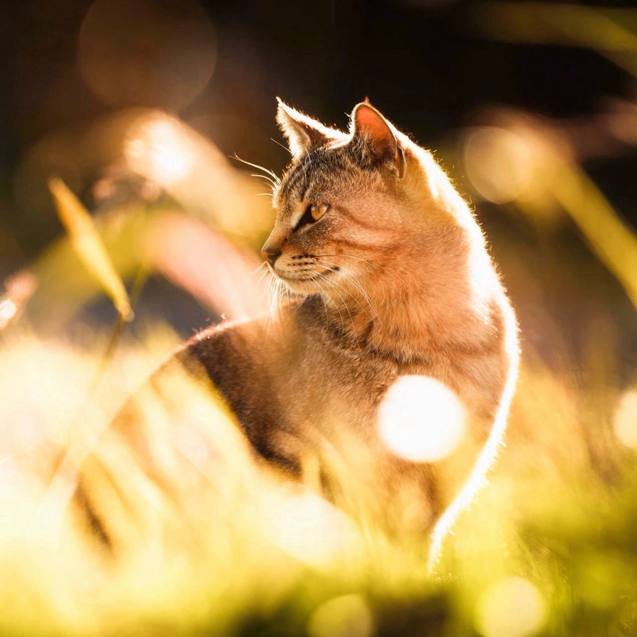 animal themes, one animal, mammal, domestic cat, pets, domestic animals, selective focus, cat, close-up, focus on foreground, feline, whisker, looking away, outdoors, sunlight, nature, side view, animal head, day