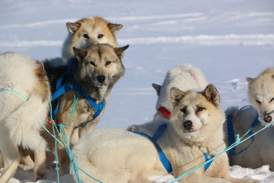 Huskies on snow field against sky