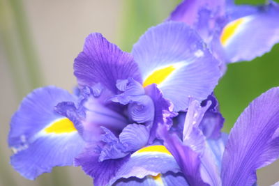 Close-up of purple flowers