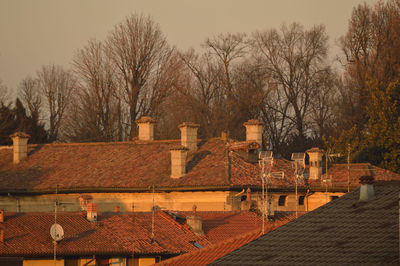 Bare trees against the sky