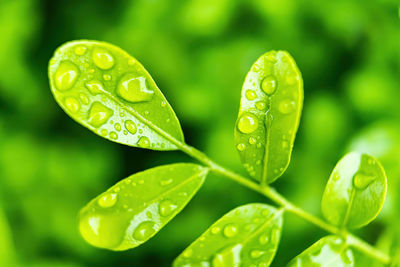 Close-up of raindrops on leaves