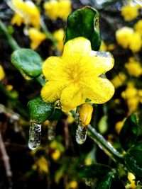 Close-up of yellow flowering plant