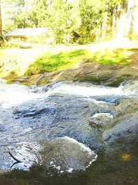 Stream flowing through a forest