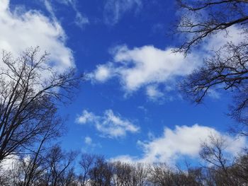 Low angle view of trees against blue sky