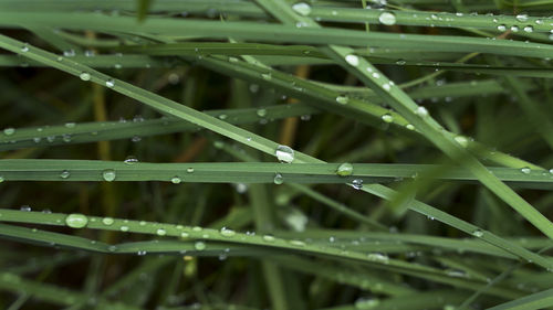 Close-up of wet grass during rainy season