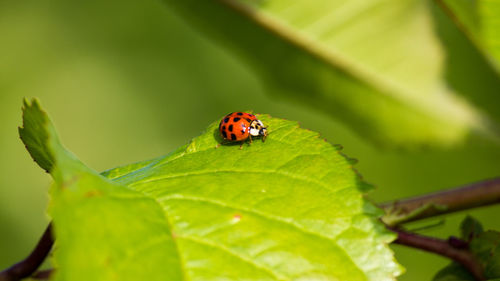 Close-up of ladybug on leaf
