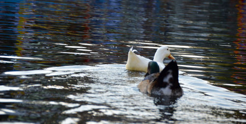 Swan swimming in lake