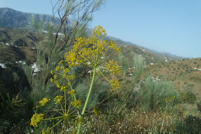 Close-up of yellow flowers growing in field