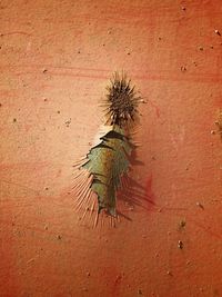 Close-up of insect on wall