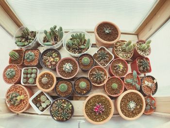 High angle view of potted plants on table