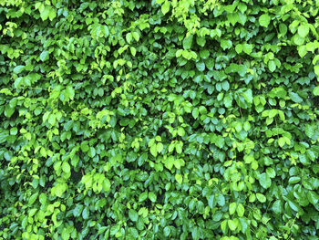 Full frame shot of fresh green plants