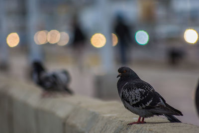 Close-up of bird perching outdoors