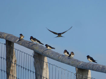 Low angle view of birds flying against sky