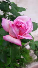 Close-up of pink flower blooming outdoors