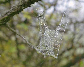 Dew drops on spider web